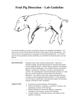 Fetal pig lab report